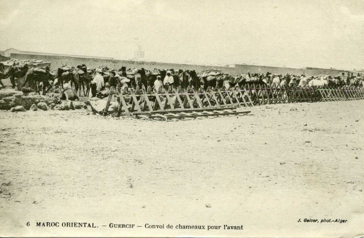 GUERCIF - Convoi de chameaux pour l'avant