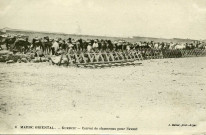 GUERCIF - Convoi de chameaux pour l'avant