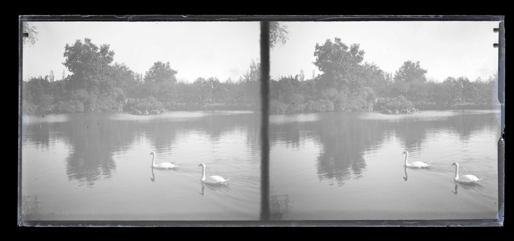 Cygnes sur un lac dans un jardin public.