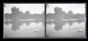 Cygnes sur un lac dans un jardin public.