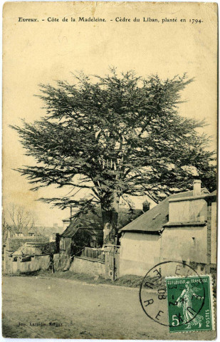 Evreux-Ville. Côte de la Madeleine - Cèdre du Liban, Planté en 1794.