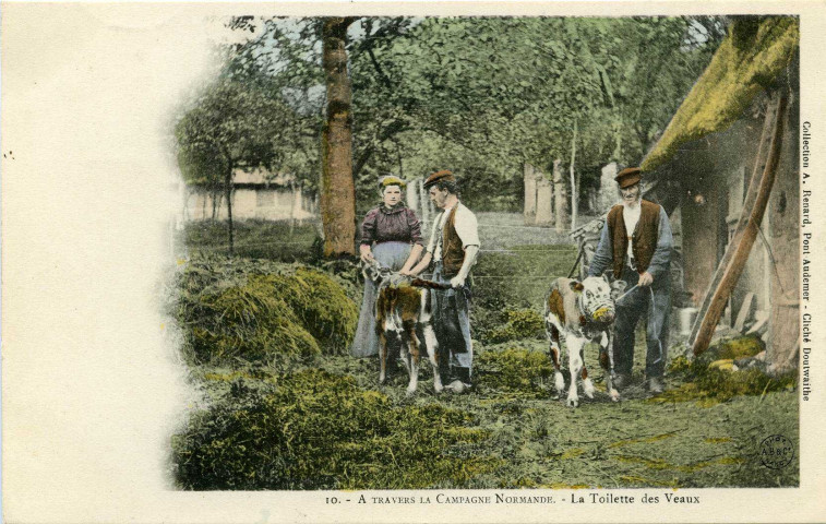 Divers. A travers la Campagne Normande. - la Toilette des Veaux.