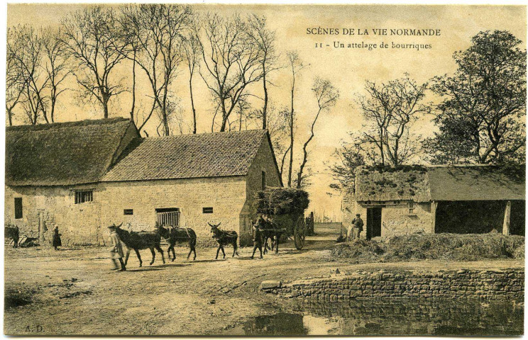 Divers. Scènes de la Vie Normande. - Un attelage de bourriques.