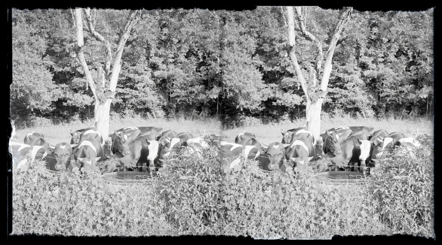 Vaches normandes à l'abreuvoir.