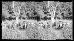 Vaches normandes à l'abreuvoir.