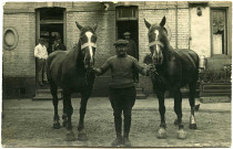 Avrilly. Paire de juments vendues par R Renoult Marchand de Chevaux.