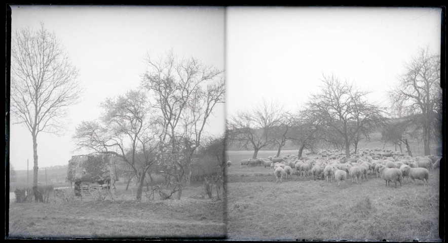 Troupeau de moutons dans les près. Cabane dans les près de la campagne normande.