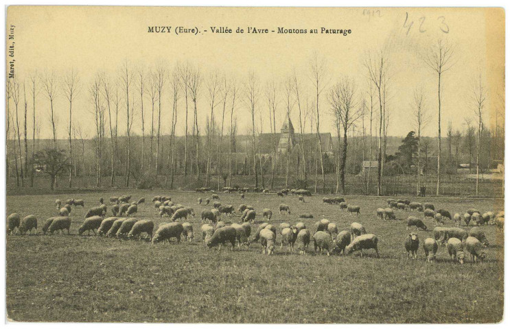 Muzy. Vallée de l'Avre - Moutons au Pâturage.