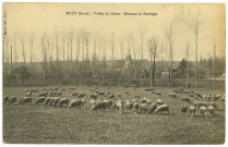 Muzy. Vallée de l'Avre - Moutons au Pâturage.