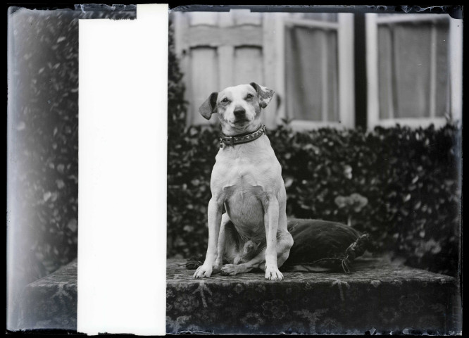Le chien "Milou" de l'abbé Bretocq.