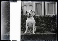 Le chien "Milou" de l'abbé Bretocq.