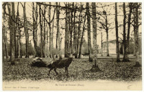 Breteuil-sur-Iton. En Forêt de Breteuil.
