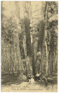 Lyons-la-Forêt. Forêt de Lyons - Les quatre Chênes.