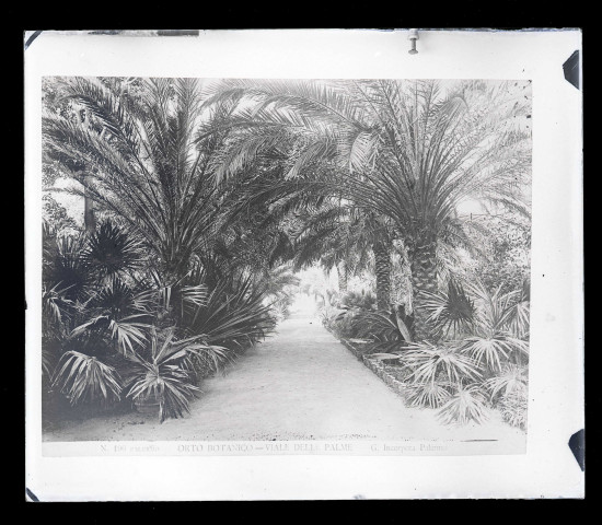 Jardin botanique de Palerme en Sicile (Italie).