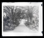 Jardin botanique de Palerme en Sicile (Italie).