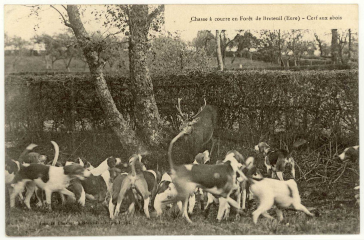 Breteuil-sur-Iton. Chasse à courre en forêt de Breteuil-Cerf aux abois.
