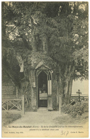 Haye-de-Routot (La). If de la Chapelle (12m20 de circonférence), planté il y a environ 1600 ans.