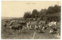 Bernay. Pâturages.