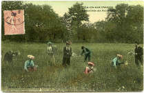 Divers. La vie aux champs. - La cueillette des marguerites.