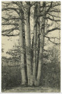 Saint-André-de-l'Eure. Forêt de St-André - Les sept chênes.