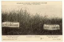 Aviron. Effets de Sulfate d'ammoniaque sur blé, chez Mr Régnier.