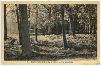Saint-Sébastien-de-Morsent. Sanatoriums Emile Roux. - «Domaine de la Musse» - Un sous-bois.